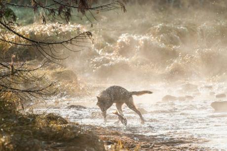 Commentary by Wildlife Defence League: Government Stoops to New Low in BC Wolf Cull