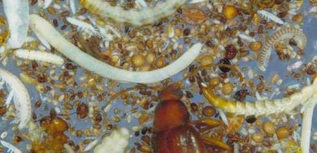 Enhancing our soils’ biodiversity can improve human health