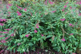 Salvia involucrata 'Boutin' (08/11/2015, Kew Gardens, London)