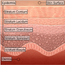 Skin Surface