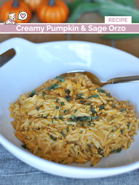 creamy-pumpkin-sage-orzo-recipe