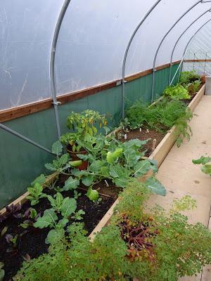 Polytunnel Progress - November