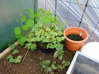 Polytunnel Progress - November