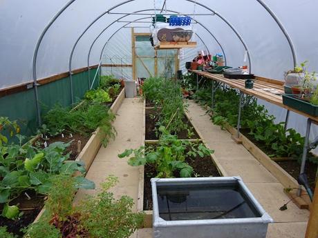 Polytunnel Progress - November