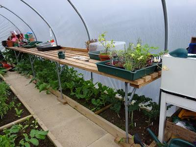 Polytunnel Progress - November