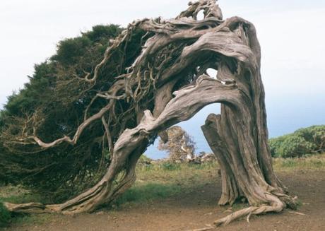 Top 10 Amazing and Unusual Trees