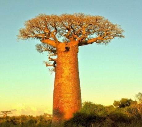 Top 10 Amazing and Unusual Trees