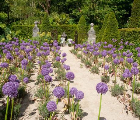 Jardins Agapanthe alliums 2