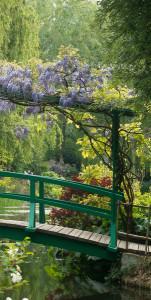 photo of wisteria on the Japanese Bridge