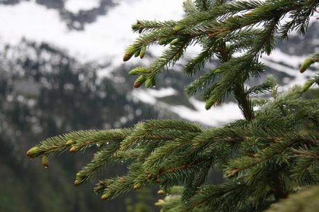 northwestern coniferous forest animals and plants