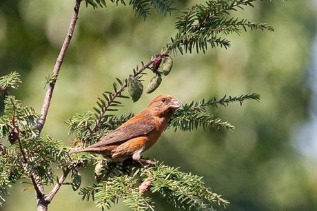 red-crossbill