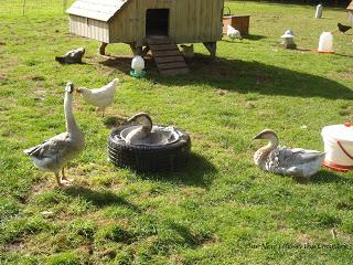 Random Harvesting, Bowls and Stocktaking the Freezer