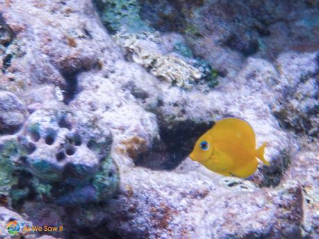 Yellow tang scoots by quickly