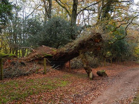 Quantock Hills – November 2015