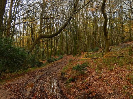 Quantock Hills – November 2015