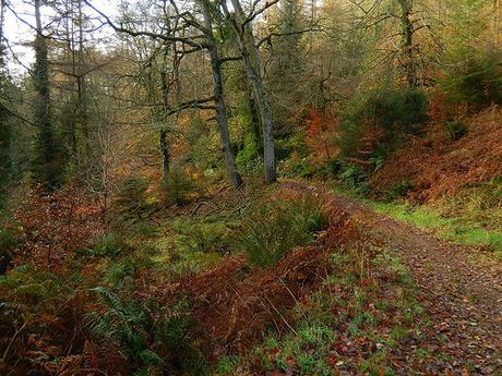 Quantock Hills – November 2015