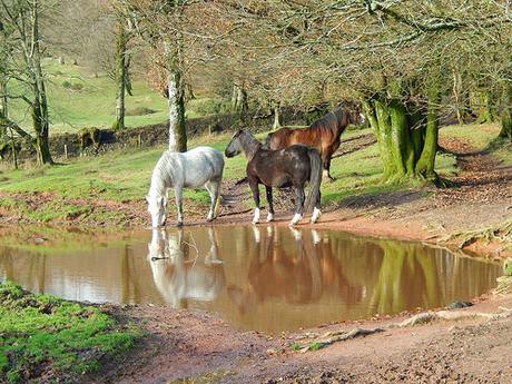 Quantock Hills – November 2015