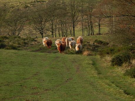 Quantock Hills – November 2015