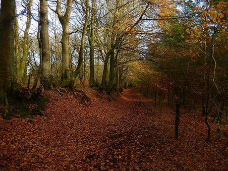 Quantock Hills – November 2015