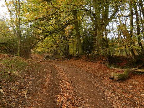 Quantock Hills – November 2015