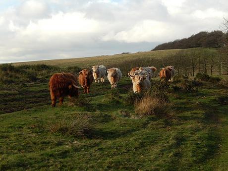 Quantock Hills – November 2015