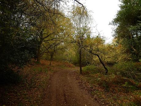 Quantock Hills – November 2015