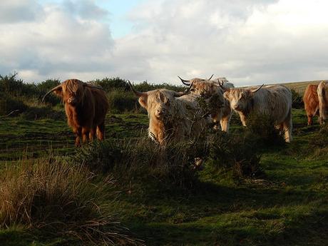 Quantock Hills – November 2015