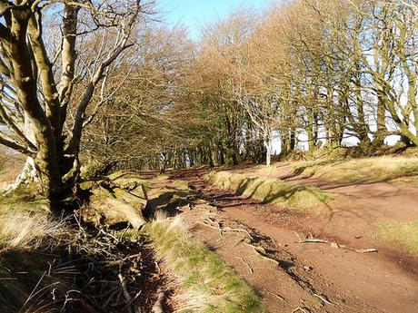 Quantock Hills – November 2015