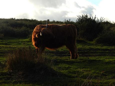 Quantock Hills – November 2015