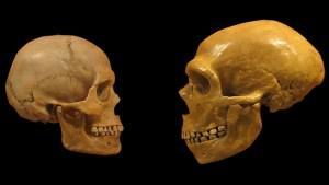 Top human evolution discoveries of last week (29/11/15)