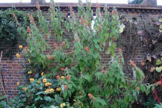 Colquhounia coccinea (08/11/2015, Kew Gardens, London)