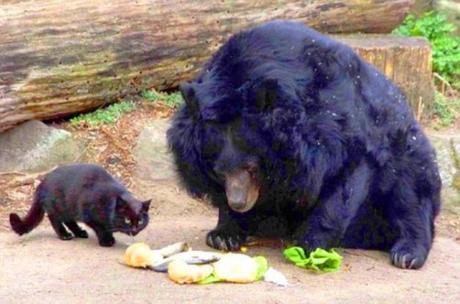 BERLIN, GERMANY: Pictured is Muschi the cat and Mausi the bear on the 3rd April 2003. A friendship that started in 2001 between an Asian Black Bear and a cat still continues. One day cat Muschi entered the enclosure of Mausi. Mausi the bear is 40 years old and has welcomed Muschi with open arms as he spends time with the feline and shares food! Caretaker Thomas Dšrflein looks after the odd duo. PHOTOGRAPH BY ANIMAL PRESS / BARCROFT MEDIA LTD + 44 (0) 845 370 2233 www.barcroftmedia.com