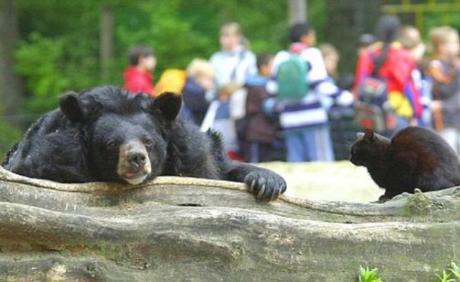 Black bear in zoo becomes unlikely friend with cat
