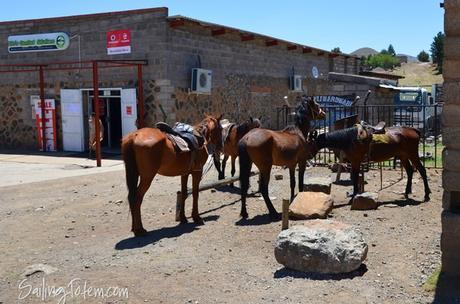 horses at the OK corral