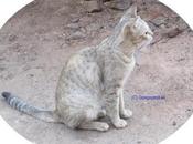 Stowaway Travels 2200 Miles Cyprus Britain Shipping Container