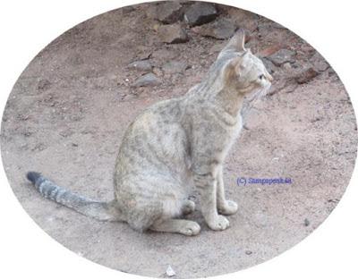 stowaway cat travels 2200 miles Cyprus to Britain in shipping container