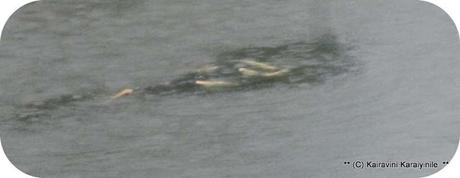 Incessant rains bring water to Thiruvallikkeni Kairavini Pushkarini ~  !! 2015