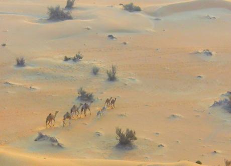 camels in the dubai desert 