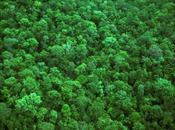 Partnerships, Progress Protect Restore Forest