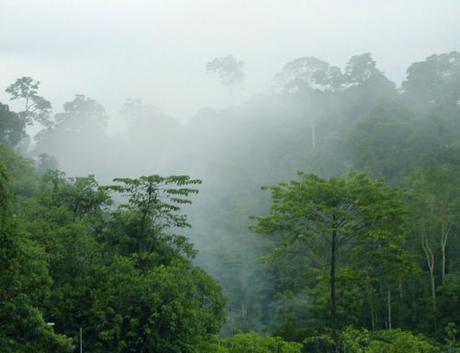 New Platform Reveals How Much Carbon is Locked in Tropical Forests – and How Much Was Lost « Global Forest Watch