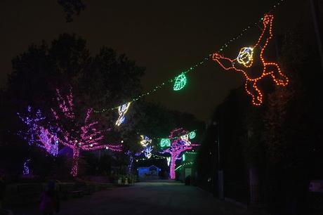 Photos from the San Antonio Zoo, Zoo Lights, Holiday Nights 