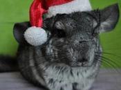 Rodents Dressed Santa