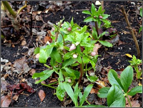 Hellebores