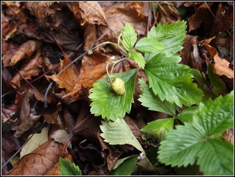 Hellebores