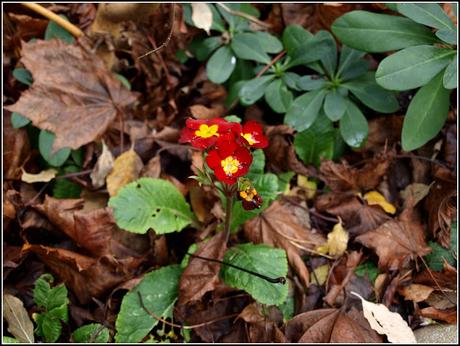 Hellebores