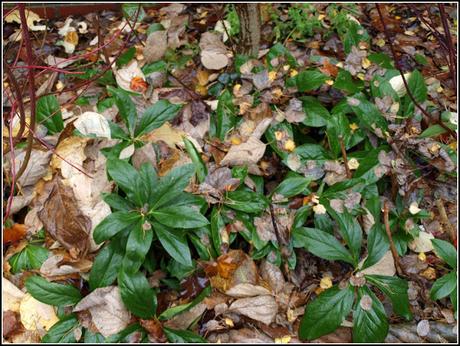 Hellebores