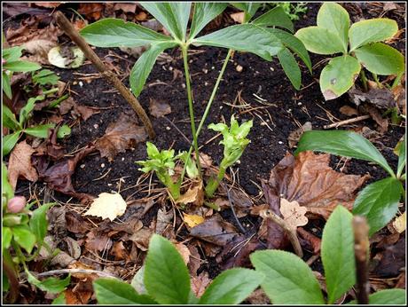 Hellebores