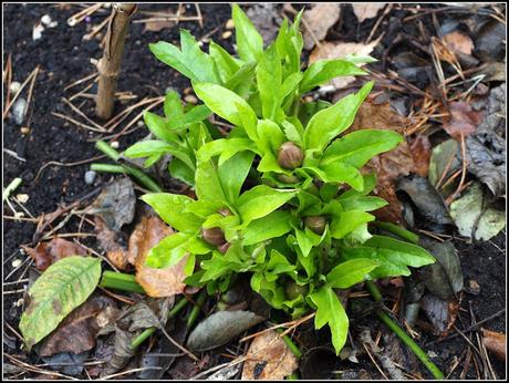 Hellebores