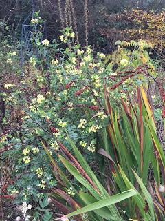 The Blackberry Garden Plant of the Year Award 2015