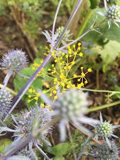 The Blackberry Garden Plant of the Year Award 2015